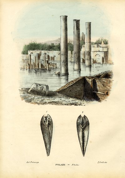 Mosselen, 1863-79 door Raimundo Petraroja